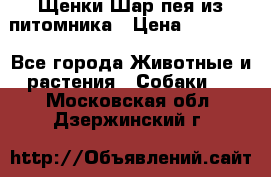 Щенки Шар пея из питомника › Цена ­ 25 000 - Все города Животные и растения » Собаки   . Московская обл.,Дзержинский г.